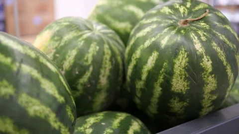 Lots of watermelons lying on top of each other. Fresh juicy whole watermelons. Stock Footage 311826571