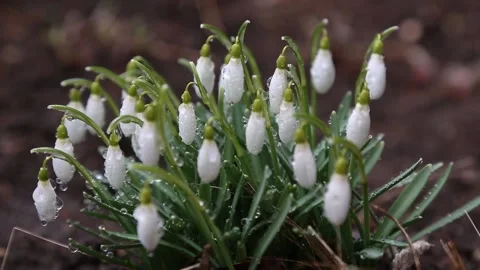 Lots of wet snowdrops. Raindrops on forest flowers, on a spring day. asmr Stock Footage 150389403