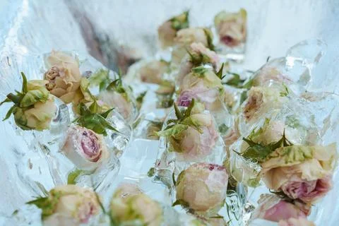 Lots of white and pink rose flowers frozen in ice Stock Photos