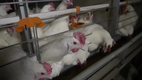 Lots of white chicken animals kept inside the agricultural poultry cages Stock Footage 249381874