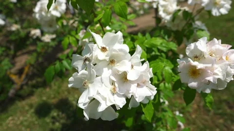 Lots of white flowers close up 動画素材 196281469