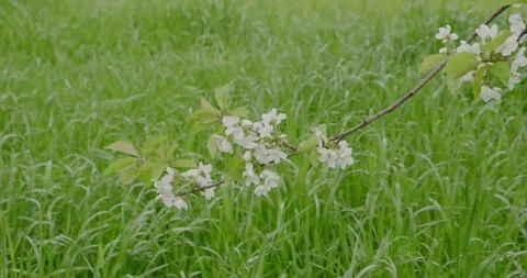 Lots of white flowers Stock Footage 186715886