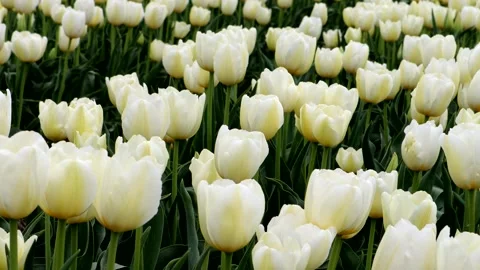 Lots of white tulips Stock Footage 335175315