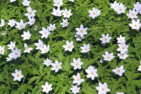 Lots of windflowers Stock Photos