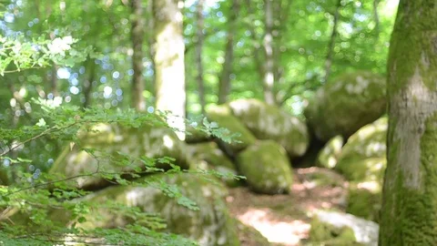 Lots in the woods Video stock 77848838