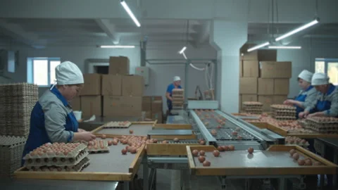 Lots of workers sorting the eggs at the modern poultry production factory Stock Footage 277702849