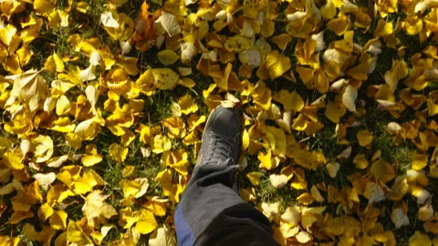 Lots of yellow maple leaves scattered on the ground in Estonia Stock Footage 162517955