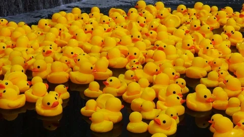Lots Of Yellow Rubber Ducks In A Pool Near A Waterfall Видео 119847969