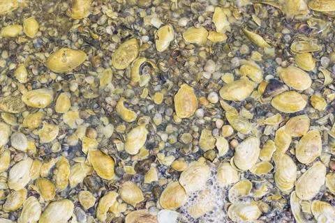 Lots of yellow seashells, texture background. Stock Photos