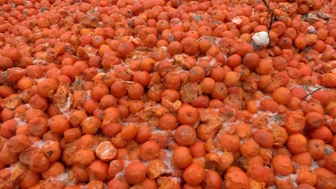 Lots of yellow, spoiled oranges in the open air. Video stock 306398667