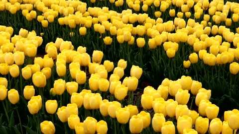 Lots of yellow tulips Video stock 335181289
