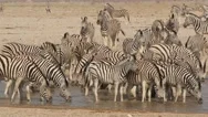 Lots Of Zebras At Waterhole Drinking Nervously Stock Footage