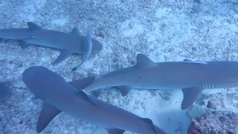 Lotsa Underwater Sharks Stock Footage 248066442