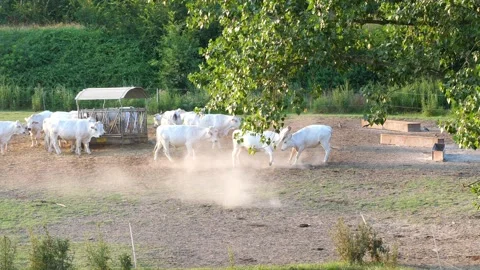 Lotta bufali 動画素材 135919626