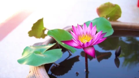 Lotus 01 Vídeo Stock 98141922