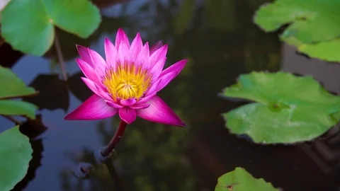 Lotus 02 Vídeo Stock 98141925