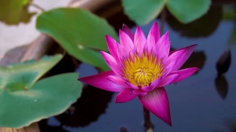 Lotus 03 Vídeo Stock 98141924