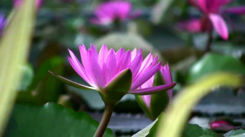 Lotus 2. the best Stock Footage 276056