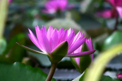 Lotus 2. the best Stock Footage 296338