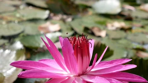 Lotus 3 Stock Footage 207762716