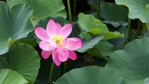 Lotus after a summer rain Stock Footage 346434522