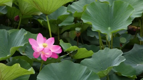 Lotus after a summer rain Vidéo 346434660