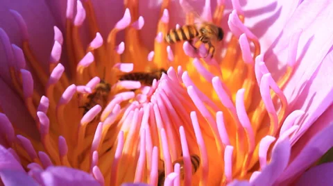 Lotus and bee Stock Footage 29782068