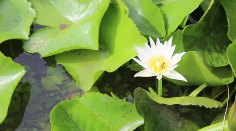 Lotus and Bee on the pond Stock Footage 51402225