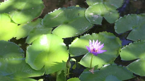 Lotus and Bee on the pond Stock Footage 51404531