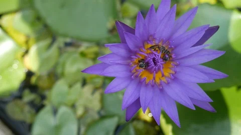 Lotus and bees Stock Footage 108257720
