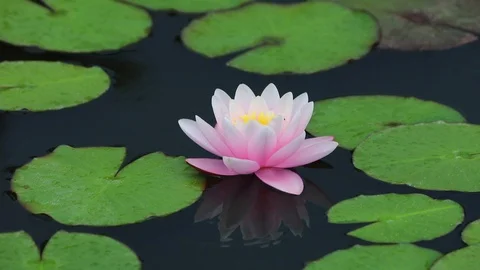 Lotus and Leaf Stock Footage 92402013