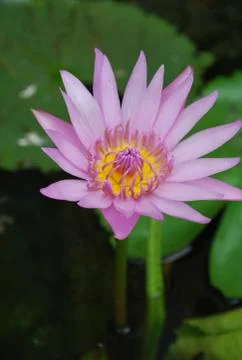 Lotus and leaf Stock Photos