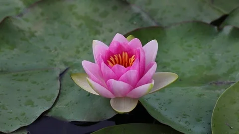 Lotus and leaves Stock Footage 92401802