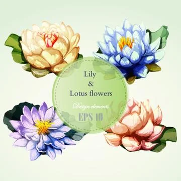 Lotus and lily flowers with leaves. Stock Illustration
