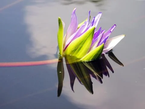 Lotus and reflection Stock Photos