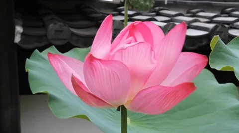 Lotus and seed 스톡 동영상 33867309