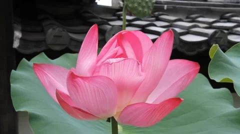 Lotus and seed 스톡 동영상 33867720