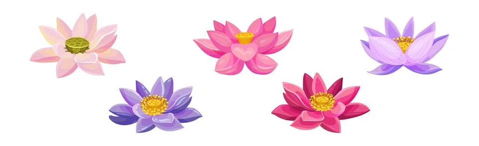 Lotus Flower Illustrations ~ Stock Lotus Flower Vectors