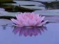 Lotus B Reflections on Water 1 Loop Footage