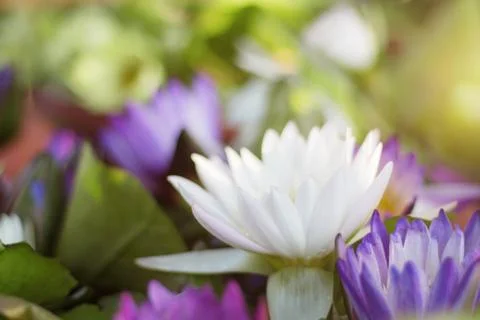 Lotus with background blurred. Stock Photos