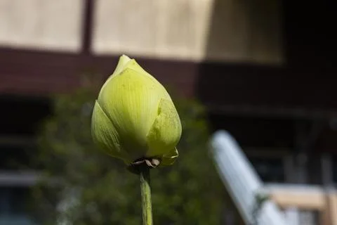 Lotus In The Backyard Stock Photos