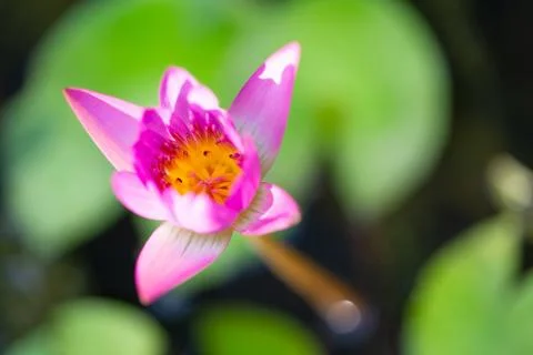 Lotus in the basin Stock Photos