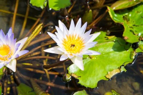 Lotus in the basin Stock Photos