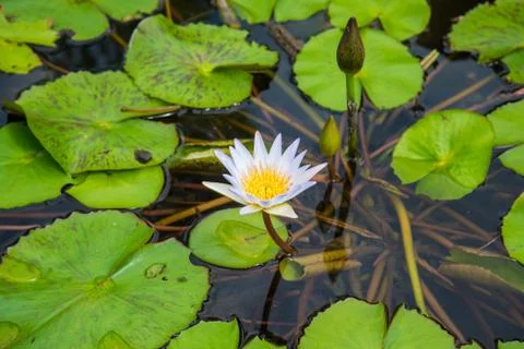 Lotus in the basin Stock Photos