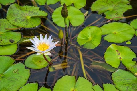 Lotus in the basin Stock Photos