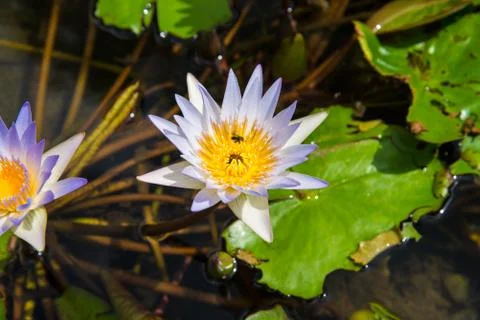 Lotus in the basin Stock Photos