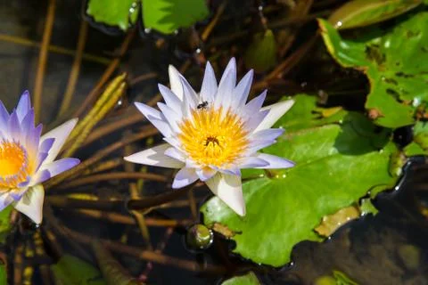Lotus in the basin Stock Photos