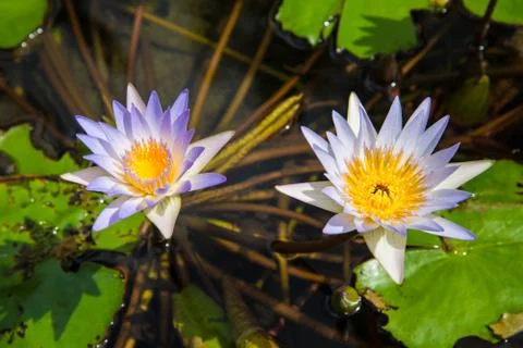 Lotus in the basin Stock Photos