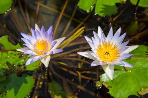Lotus in the basin Stock Photos