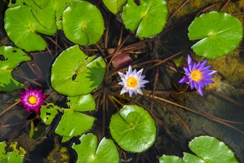 Lotus in the basin Stock Photos